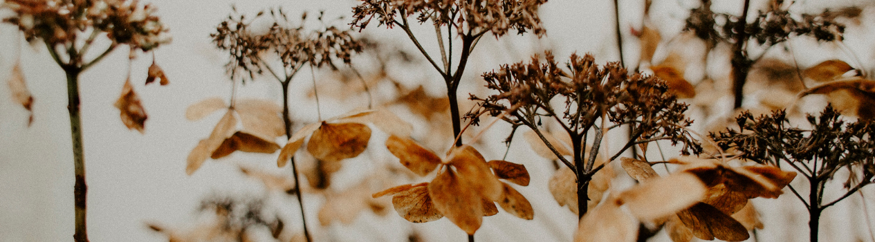Meaningful Birthday Flowers For Each Month